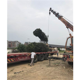 静安区桂花树|上海桂花树种植场|骏达园艺(****商家)