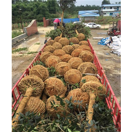 浙江桂花树批发基地_骏达园艺_嘉兴桂花树