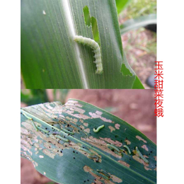 什么玉米*叶面肥去农残|广东叶面肥|拜农中药叶面肥