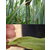 拜农中药叶面肥|陕西叶面肥|玉米*叶面肥有效去除病害缩略图1