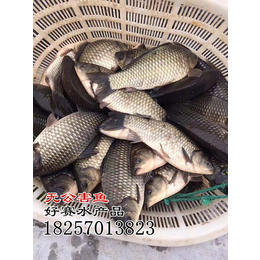 宁波无公害草鱼、【好赛水产品】、无公害草鱼去哪里买