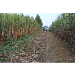 甘蔗种植机价格,中热农业机械(在线咨询),衢州甘蔗种植