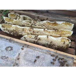 陕西中蜂养殖基地|贵州蜂盛|中蜂养殖