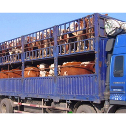 富贵肉牛养殖(图),肉牛苗多少钱,安徽肉牛苗
