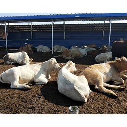 夏洛莱牛售价_富贵肉牛养殖_陕西夏洛莱牛