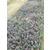 蓝丰园艺场(图)|蓝莓苗树苗多少钱一棵|蓝莓苗缩略图1