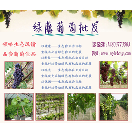 葡萄批发|绿藤葡萄种植基地提供****葡萄|邢台葡萄批发