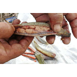 江门泥鳅种苗|有良泥鳅养殖场|泥鳅种苗批发