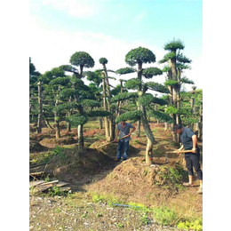 万达苗圃(图),造型榆树厂家,陕西造型榆树