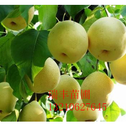 3公分梨树苗哪里便宜、巴彦淖尔3公分梨树苗、开发区润丰苗木