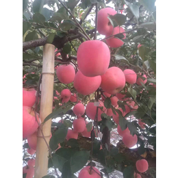 水蜜桃苹果苗价格|苹果苗|乾纳瑞农业科技欢迎您