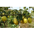 3公分梨树苗价格|润丰苗木(在线咨询)|哈尔滨3公分梨树苗缩略图1