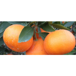 黔南哪里有小叶软枝香橙头沃柑苗出售