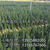 南方红豆杉小苗,青田红豆杉(在线咨询),红豆杉缩略图1
