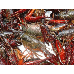 元泉湾生态龙虾养殖(图)|龙虾养殖厂家|龙虾养殖