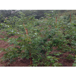 蓝丰园艺场(图)|一年树莓苗价格|平顶山树莓苗