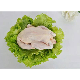 小草鸡|永和禽业保证产品质量|小草鸡供货商