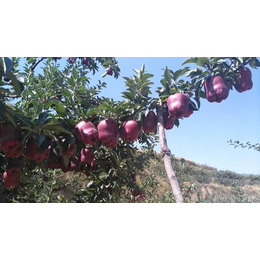 苹果苗,乾纳瑞农业科技欢迎您(图),信浓红苹果苗