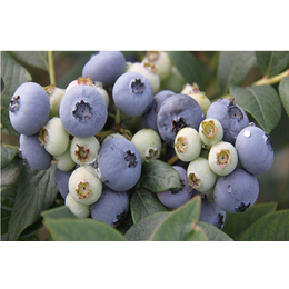 巫山蓝莓_哪个蓝莓品种好？_蓝莓
