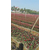 红叶石楠小苗价格、红叶石楠、好彩红叶石楠品种齐全(查看)缩略图1