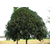 桂花树、百佳苗木、10公分精品桂花树价格缩略图1