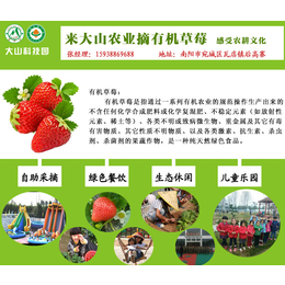 南阳草莓批发、草莓、大山生态园大棚栽植适合休闲观光采摘