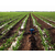 安徽安维(图)、农田灌溉设备、安徽灌溉设备缩略图1