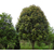 10公分桂花树价格,百佳园林绿化,宿州10公分桂花树缩略图1