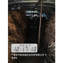 盆栽无花果苗,乾纳瑞农业科技好品质,无花果苗