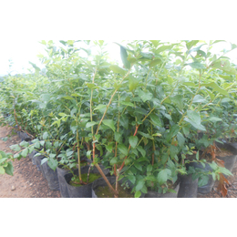 盆栽蓝莓苗|百色农业(在线咨询)|平利蓝莓苗