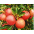 纸袋红富士苹果市场价|纸袋红富士苹果|康霖现代农业(查看)缩略图1