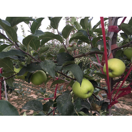 康霖现代农业(图)|印字红富士苹果多少钱|印字红富士苹果