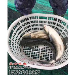 金华无公害鱼订购|好赛水产品(在线咨询)|金华无公害鱼