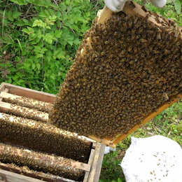 中蜂养殖基地,贵州蜂盛,成都中蜂养殖