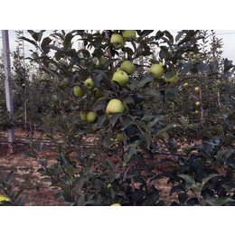 印字红富士苹果预定|康霖现代农业(在线咨询)|印字红富士苹果