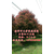 湖州7公分红叶石楠树|7公分红叶石楠树推荐|元芳家庭农场缩略图1
