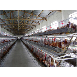自动化养鸡设备多少钱,自动化养鸡设备,禽翔笼具厂