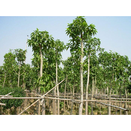 海南园林绿化工程,苏景(在线咨询),园林绿化