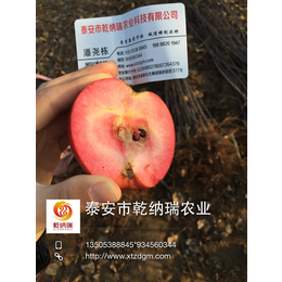 云南苹果苗_乾纳瑞农业科技好品质_瑞士红色之爱红肉苹果苗