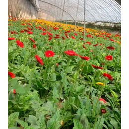 花卉基地,平顶山花卉, 濮阳世锦花卉基地