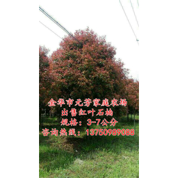 浙江4公分红叶石楠树|4公分红叶石楠树批发价|元芳家庭农场
