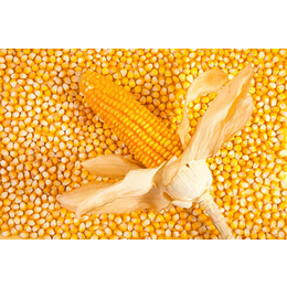 玉米供应商电话、大连玉米供应商、上海骧旭农产品