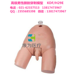 康为医疗KDFH29E*男性膀胱穿刺模型