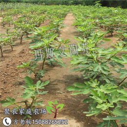 天津无花果苗,聚农农场果苗形态好,无花果苗价格