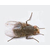 威海环翠区灭老鼠 灭蟑螂方法常用方法缩略图2