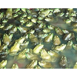 黑斑蛙养殖技术、农聚源生态农业(在线咨询)、十堰黑斑蛙