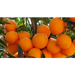 贺州目前脐橙树苗具体价格是多少