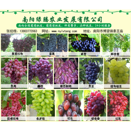 葡萄批发、绿藤葡萄庄园葡萄批发多少钱一斤、滁州葡萄批发
