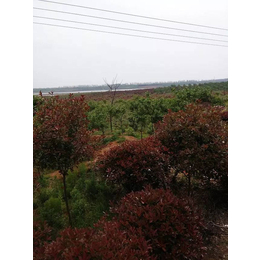重庆红叶石楠|百信红叶石楠|高杆红叶石楠树价格