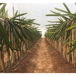 火龙果苗种植基地、****果蔬种植(在线咨询)、河北火龙果苗